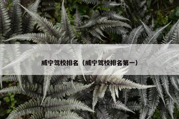 威宁驾校排名（威宁驾校排名第一）