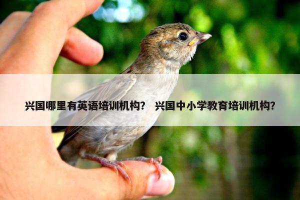 兴国哪里有英语培训机构？ 兴国中小学教育培训机构？